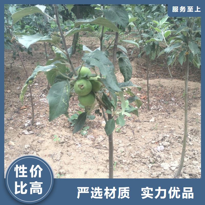 苹果苹果苗质优价廉