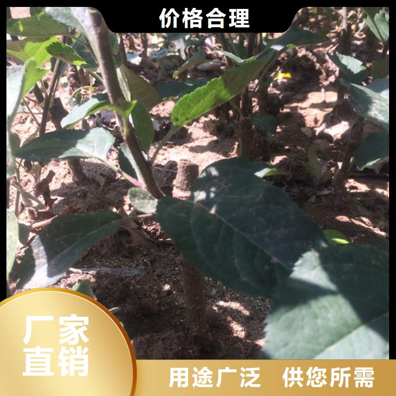 苹果樱桃苗厂家精选