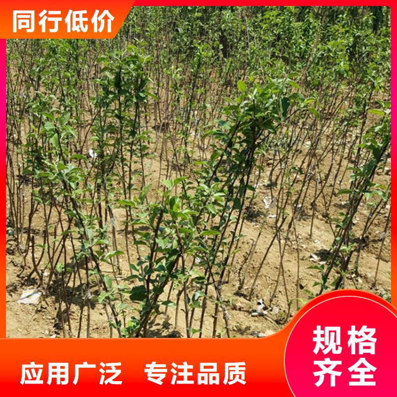 苹果苹果苗您身边的厂家