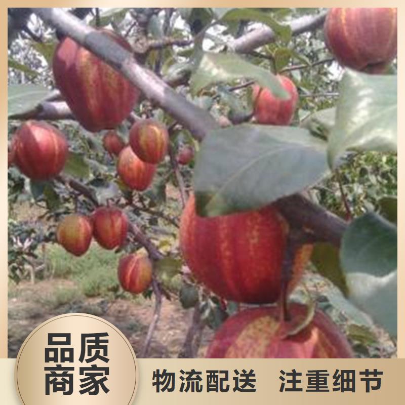 梨树_樱桃苗用心经营