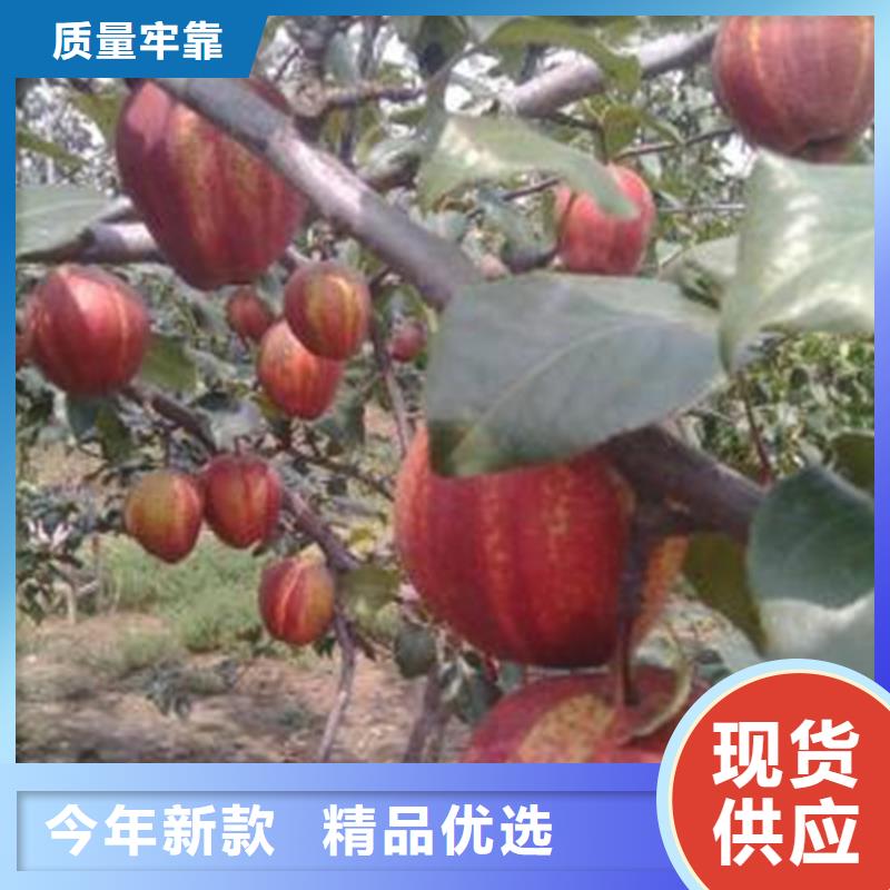 梨树樱桃苗严格把控每一处细节