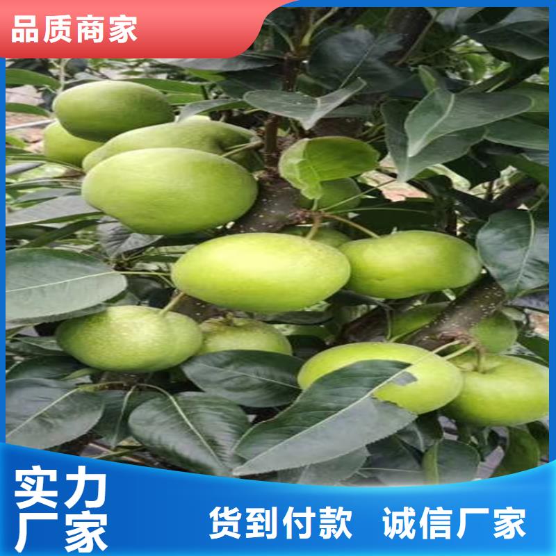 梨树_樱桃苗用心经营
