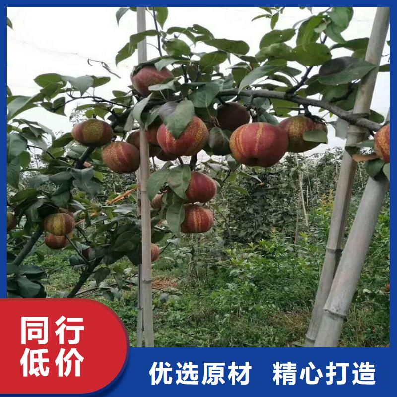 西瓜番石榴苗-黑龙江省牡丹江市(同城)货源-宁安|阳明|绥化|齐齐哈尔|哈尔滨|佳木斯|鹤岗|大庆