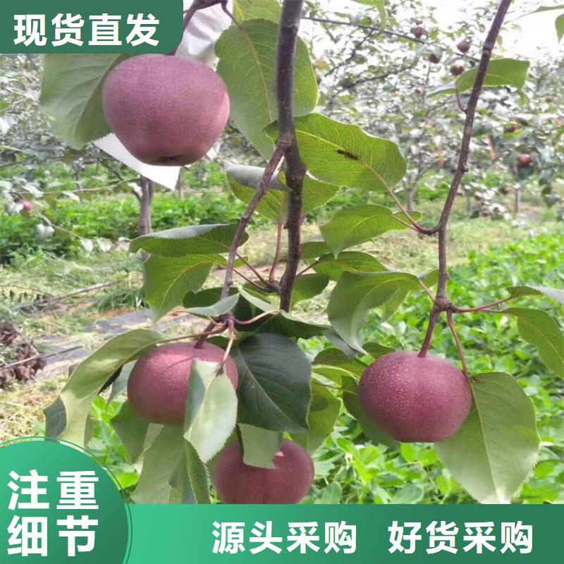 【梨树红石榴苗基地严格把控每一处细节】