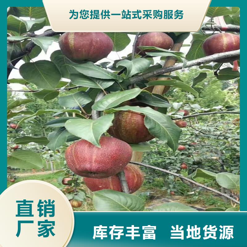 梨树_樱桃苗用心经营