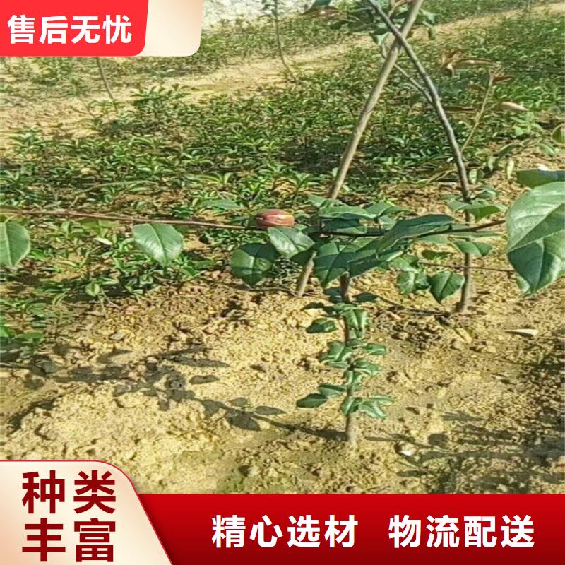 梨树 苹果苗价格实惠工厂直供