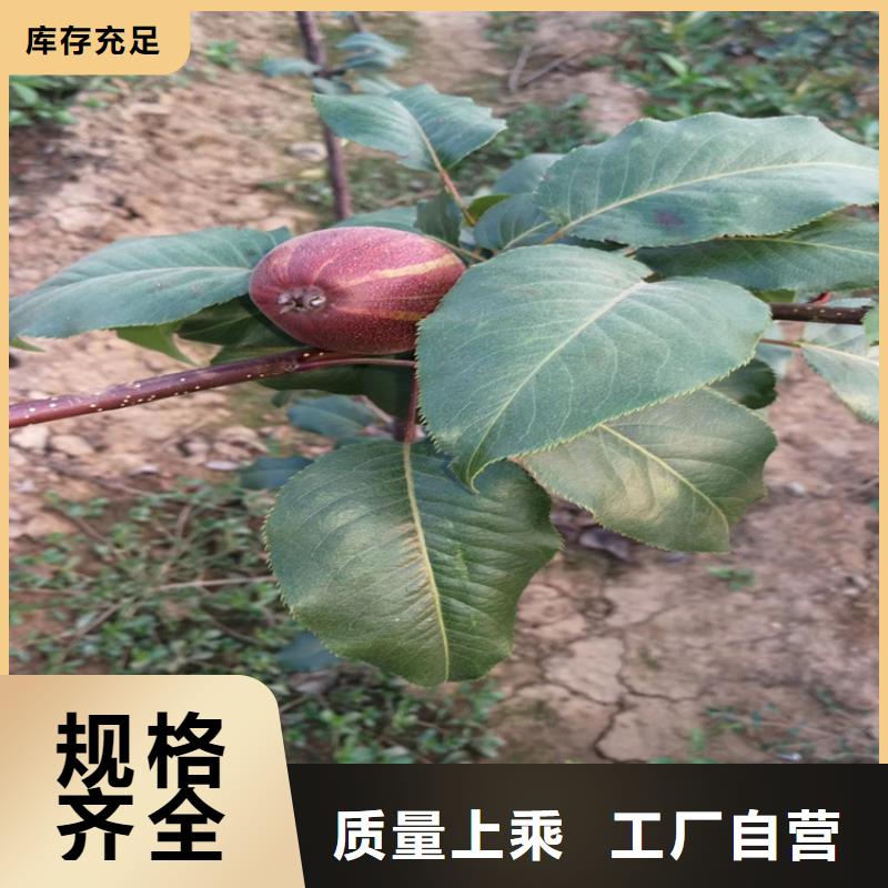 梨树_苹果苗工厂自营