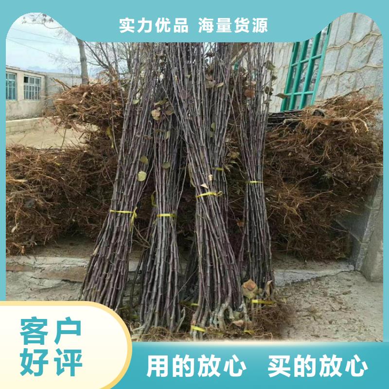 梨树_苹果苗工厂自营
