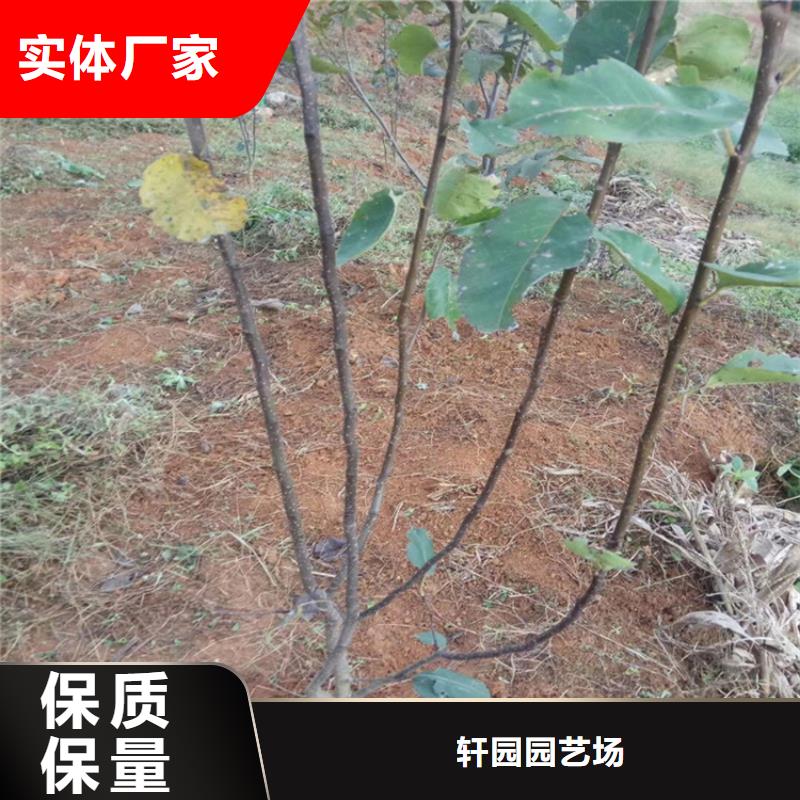 梨树3公分石榴苗使用方法