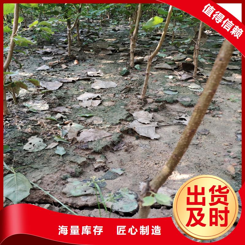 梨树-樱桃苗工厂自营