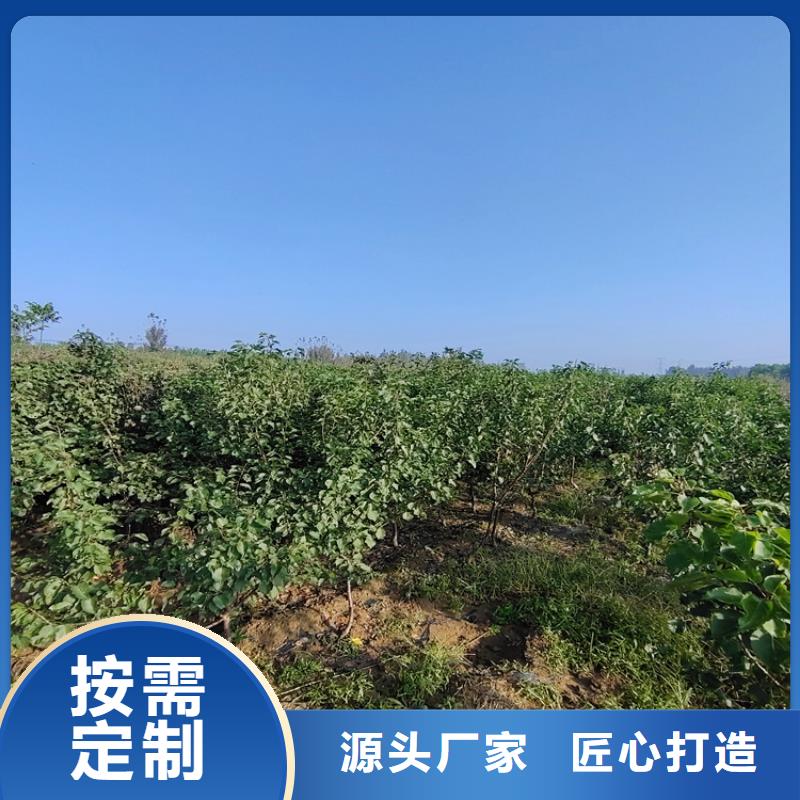 梨树樱桃苗货品齐全