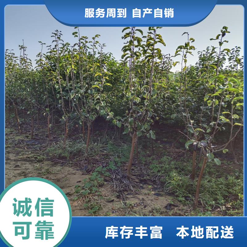 西瓜番石榴苗视频-西瓜番石榴苗(轩园)覆盖地域山东省泰安市岱岳|宁阳|烟台|聊城|滨州|德州|菏泽|东营