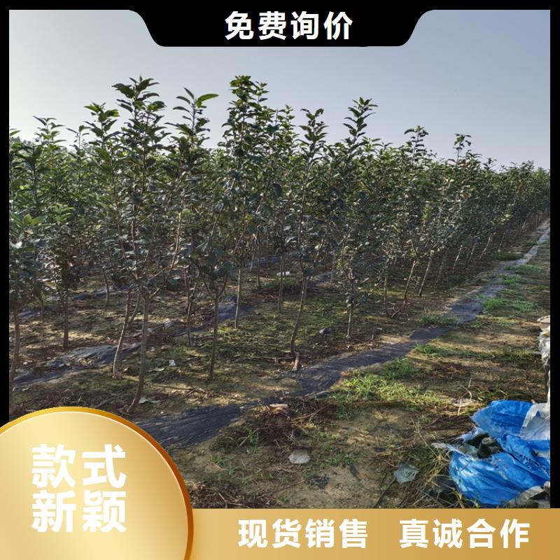 梨树樱桃苗源头工厂量大优惠