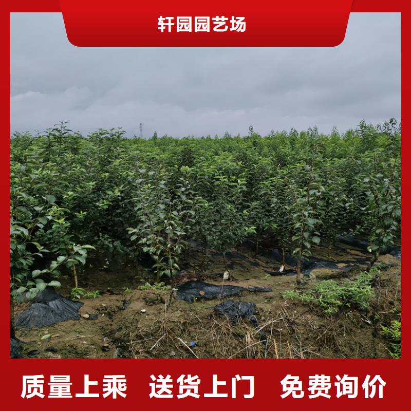 轩园西瓜番石榴苗【 梨树_板栗苗价格实惠工厂直供】cg39.com