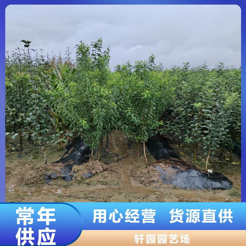 梨树樱桃苗货品齐全