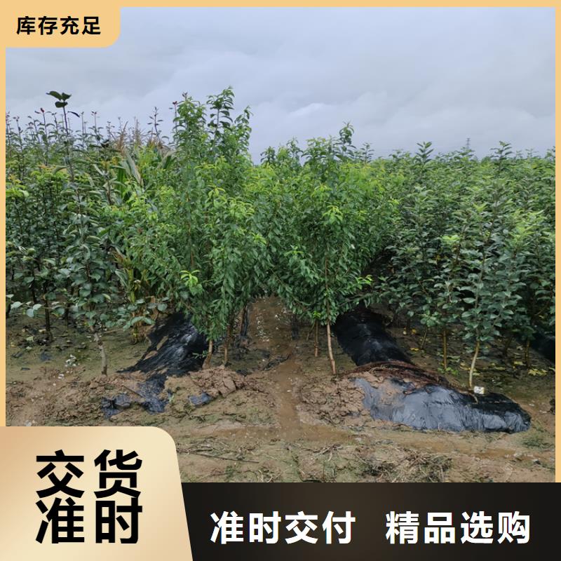 【梨树】苹果苗按需定做