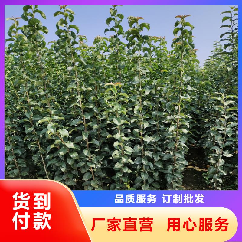 梨树,【樱桃苗】品质好才是硬道理