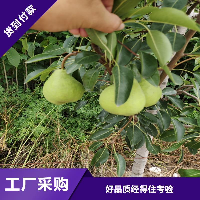 轩园西瓜番石榴苗【 梨树_板栗苗价格实惠工厂直供】cg39.com