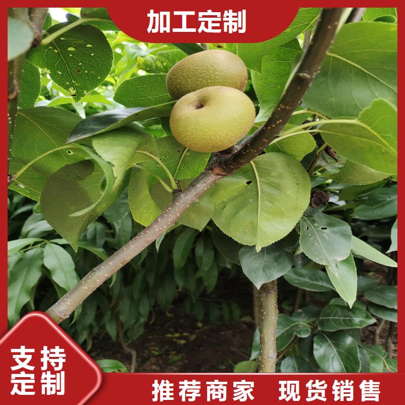 梨树葡萄苗专注细节专注品质