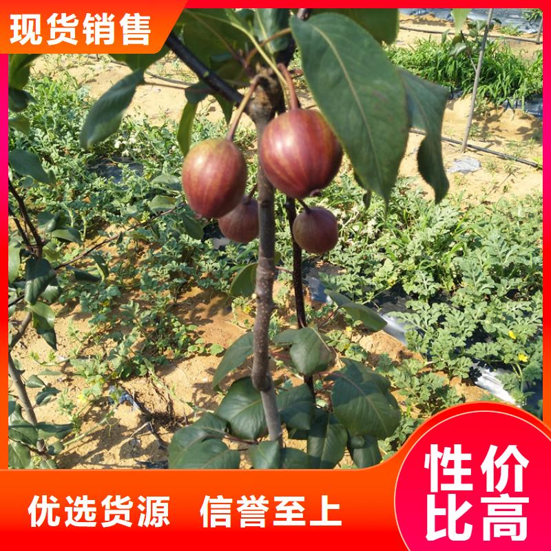 梨树樱桃苗货品齐全