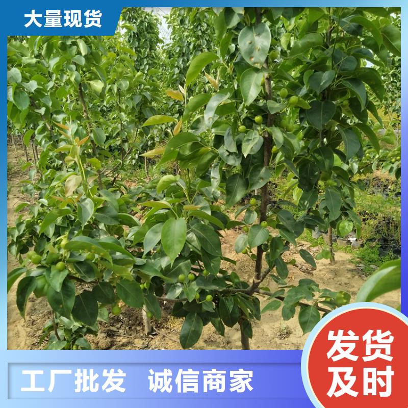 西瓜番石榴苗-黑龙江省牡丹江市(同城)货源-宁安|阳明|绥化|齐齐哈尔|哈尔滨|佳木斯|鹤岗|大庆