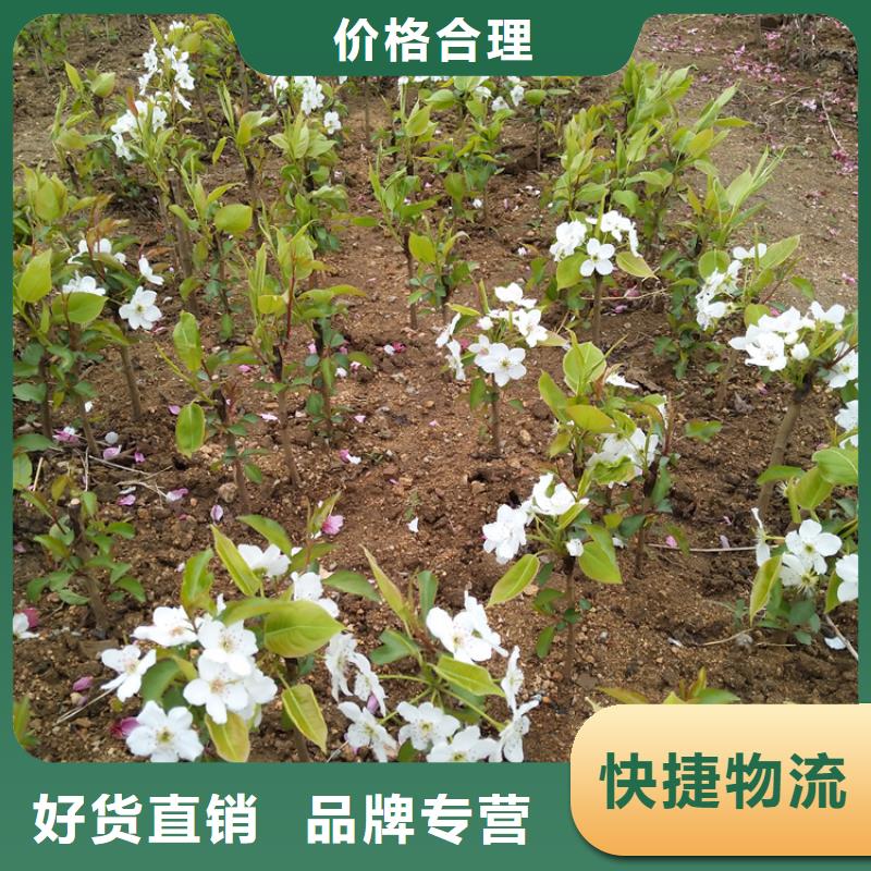 梨树樱桃苗货品齐全