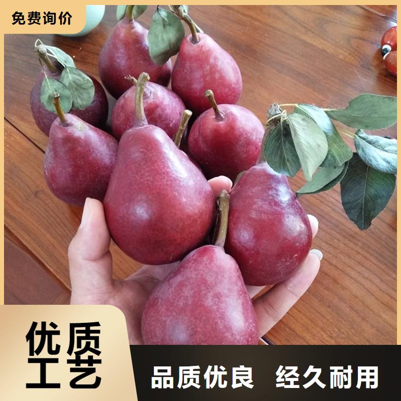 梨树苹果苗为品质而生产