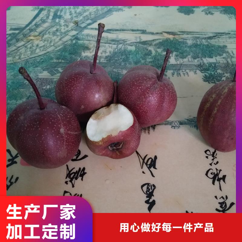 梨树樱桃苗货品齐全