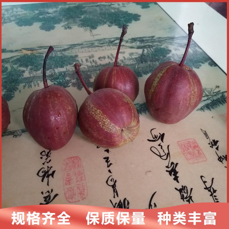 梨树北美冬青本地配送