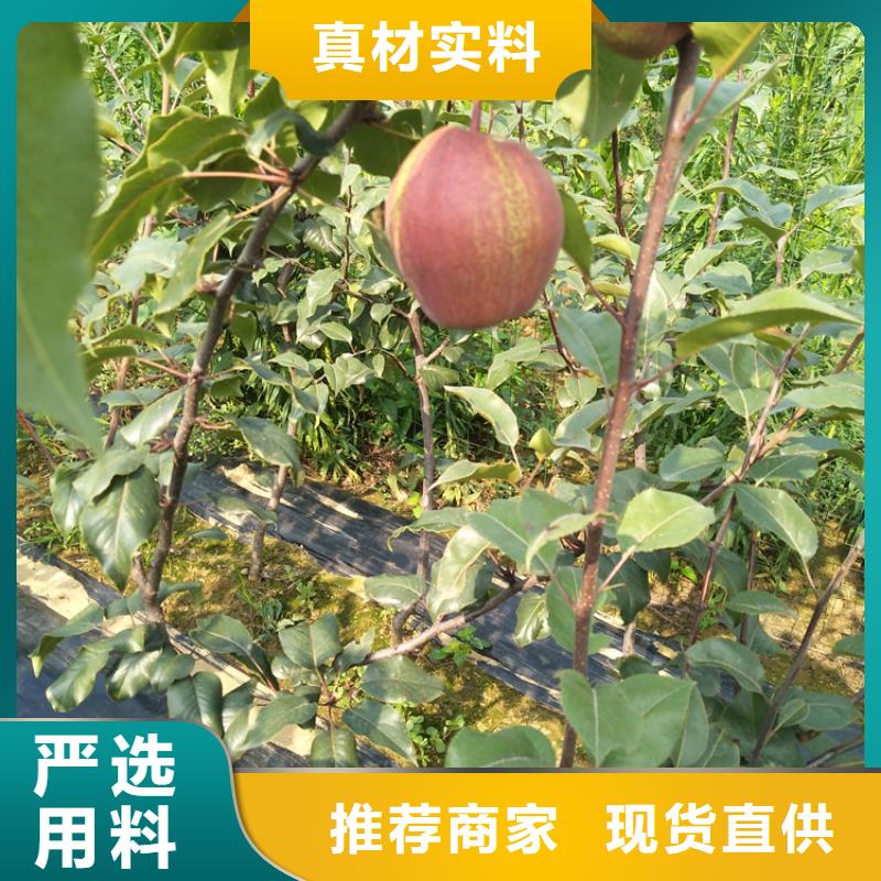 梨树-樱桃苗工厂自营