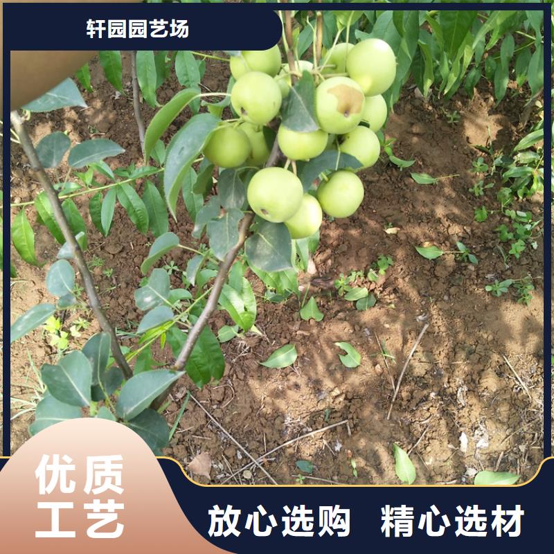 西瓜番石榴苗视频-河北省|沧州|张家口|承德|保定|廊坊西瓜番石榴苗-轩园