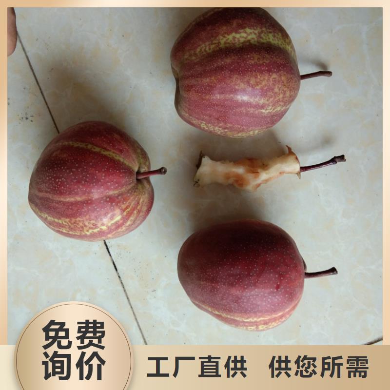 梨树【猕猴桃苗】满足客户需求