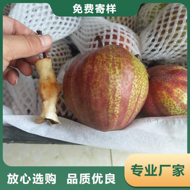 梨树葡萄苗专注细节专注品质