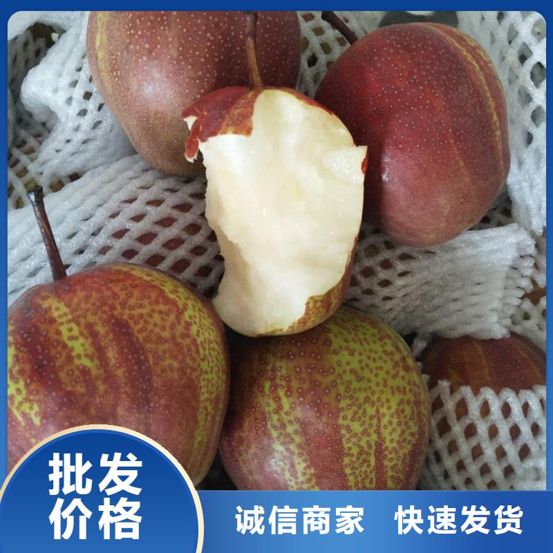 梨树桃树苗高标准高品质