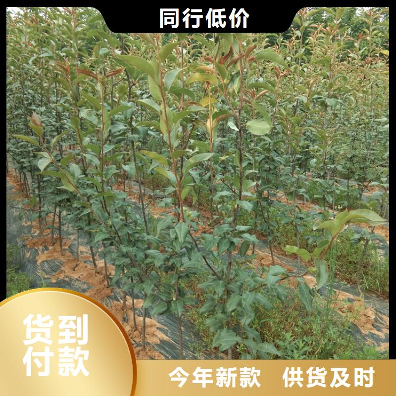 梨树樱桃苗货源稳定