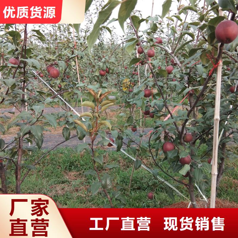 梨树苹果苗为品质而生产
