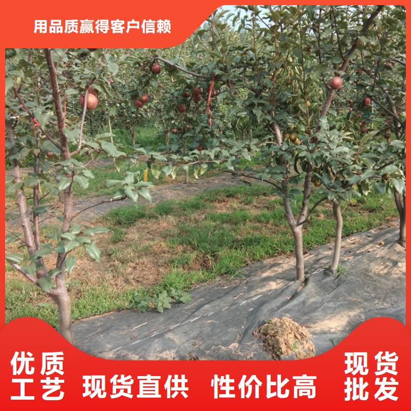梨树桃树苗实体诚信经营