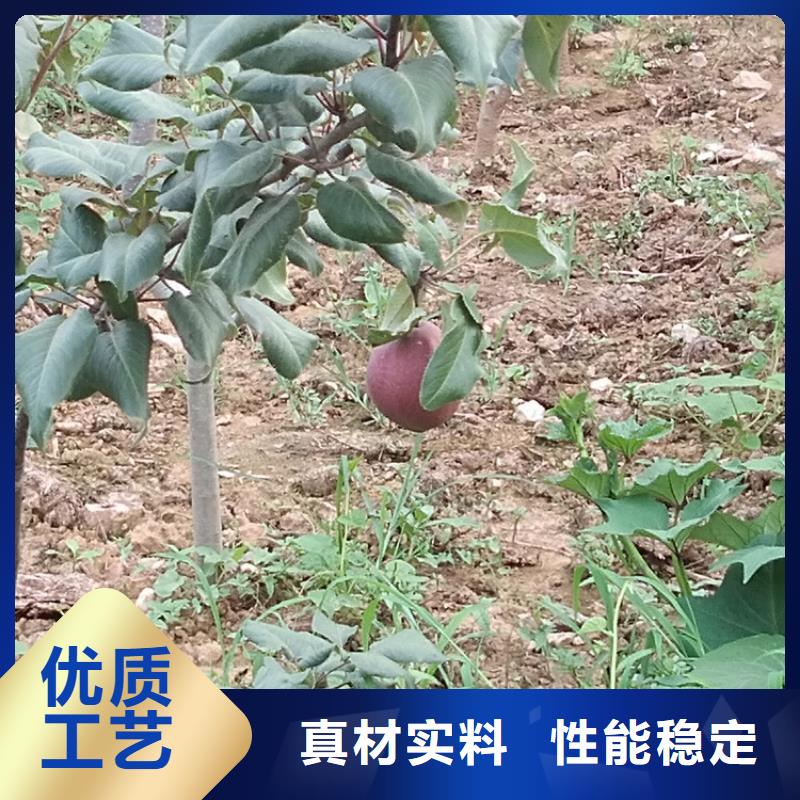 西瓜番石榴苗视频-西瓜番石榴苗|牡丹江市|林口|阳明|佳木斯|鹤岗|黑河|齐齐哈尔|绥化|大庆