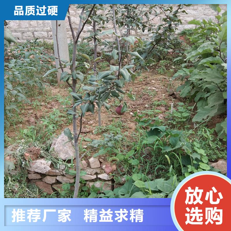 梨树樱桃苗货品齐全
