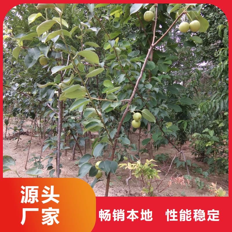 梨树嘎啦苹果注重细节