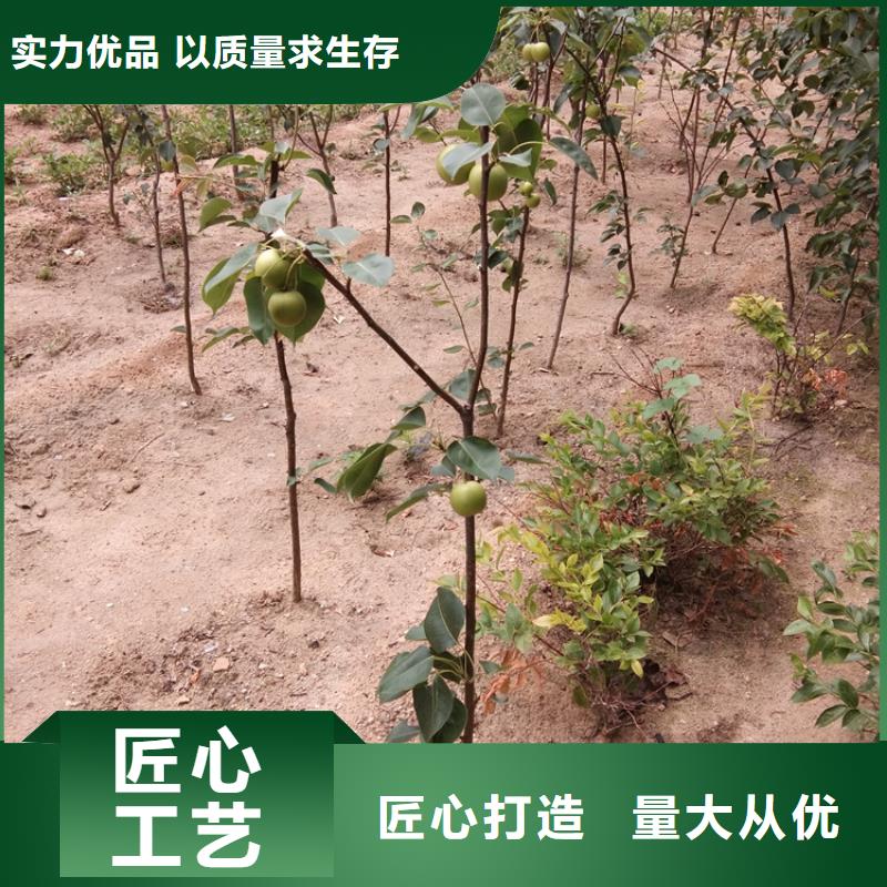 西瓜番石榴苗视频-西瓜番石榴苗(轩园)覆盖地域山东省泰安市肥城|岱岳|东营|菏泽|莱芜|日照|淄博|聊城|济南