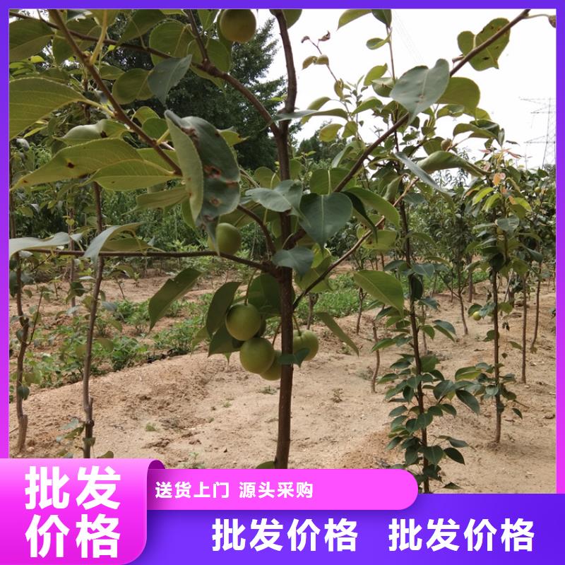 梨树樱桃苗货品齐全