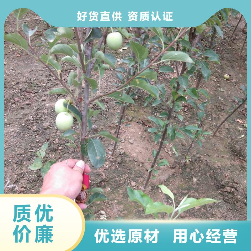 梨树苹果苗为品质而生产