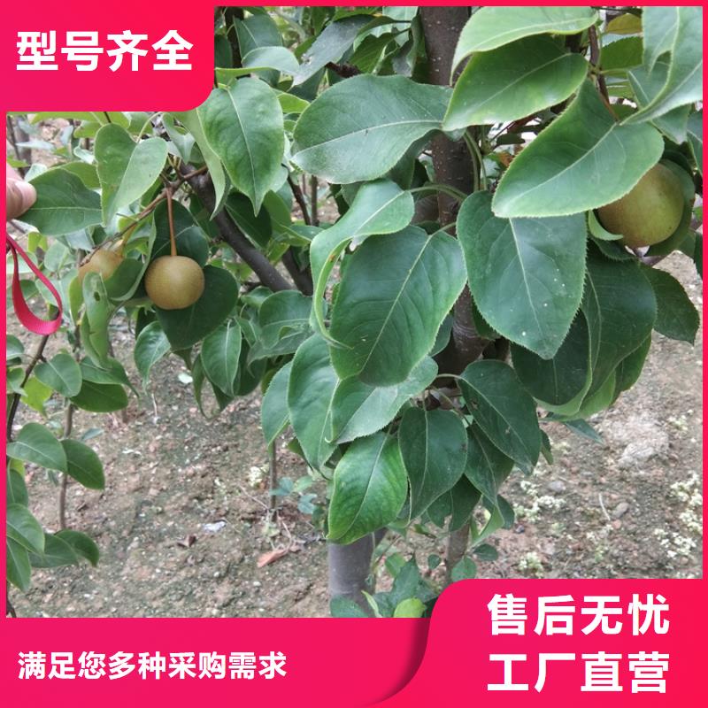 轩园西瓜番石榴苗【 梨树_板栗苗价格实惠工厂直供】cg39.com