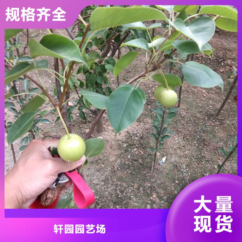 【梨树红石榴苗基地严格把控每一处细节】