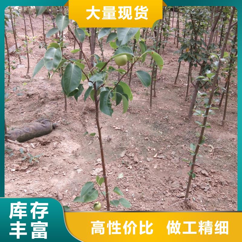 梨树桃树苗实体诚信经营