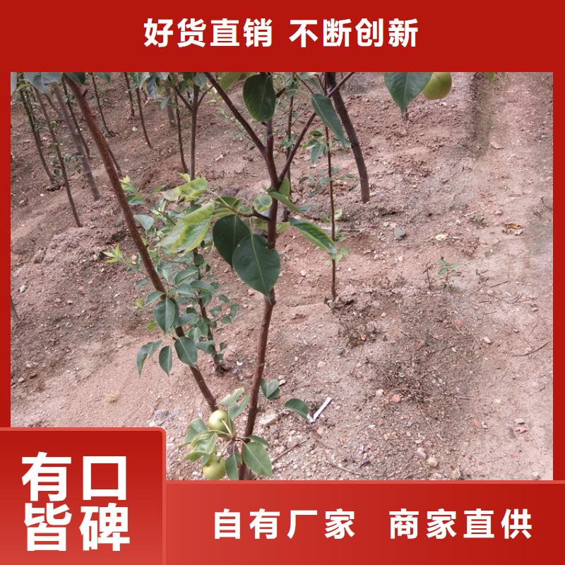 梨树嘎啦苹果老品牌厂家