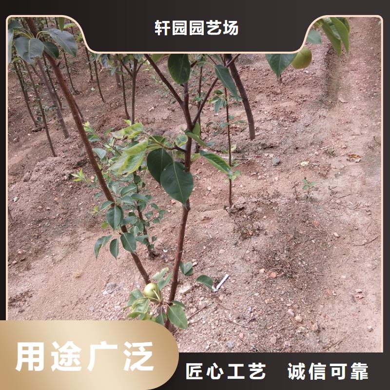 梨树桃树苗实体诚信经营
