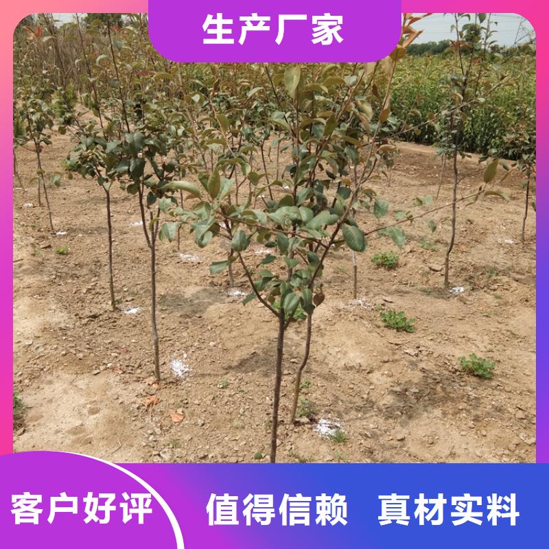 梨树苹果苗做工细致