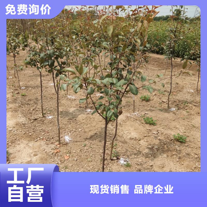 梨树-西瓜苗一站式采购商家